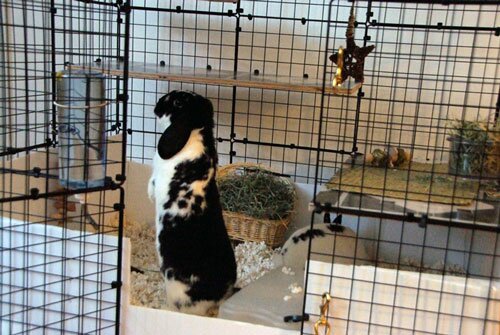 mini lop cage setup