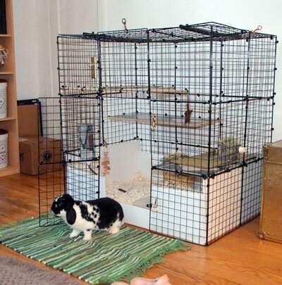 mini lop cage